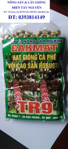 1 KG HẠT GIỐNG CÀ PHÊ VỐI CAO SẢN ROBUSTA TR9 [ ]. HẠT ĐẸP TUYỂN CHỌN BAO NẢY MẦM ĐÓNG GÓI KỸ HÚT CHÂN KHÔNG NHƯ HÌNH  Ạ