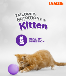 IAMS Proactive Health Premium Cat Food Mother and Kitten Cat Food Dry Food in Chicken Flavor 1kg