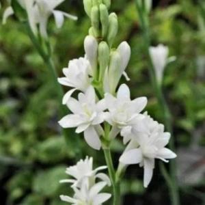 Tuberose (Polianthes tuberosa) -  - Pokok Sedap Malam - ट्यूबरोज़ फूल पौधा Tuberose Ornamental – Fragrant White Spikes Night-Blooming Elegance Aromatherapy Garden Plant Sacred & Decorative LIVE BULB/PLANT
