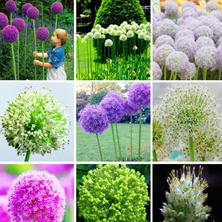 Philippines Ready Stock 100Pcs/bag Mixed Giant Allium Flower Seed