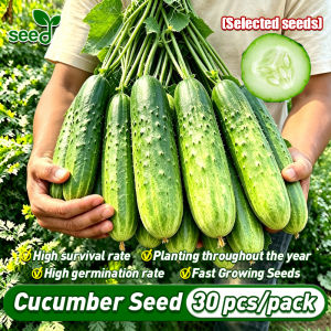 [Selected Seeds] 100% Original Fresh Crispy Cucumber Seeds (Fast Growing 30pcs) Organic Vegetable Seeds Hybrid Cucumber Seeds Poinsett Cucumber Live Plant Organic Vegetable Seeds for Gardening Bonsai Fruit Cucumber Pipino Seeds Easy To Grow in Philippines