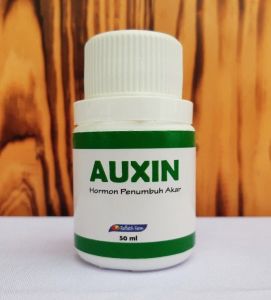 AUXIN HORMON PERTUMBUHAN AKAR PERANGSANG AKAR