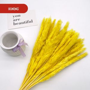 15 Tangkai Preserved Pampas Grass Import - Bunga Kering Hiasan Vas Dekorasi A012