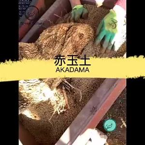【Hot sales】14L original 3-6MM High Quality Hard Akadama 硬质二本线赤玉土 多肉赤玉土 bonsai soil bonsai akadama 1-3mm 赤玉土