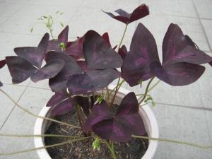 HCM - Combo 5 củ hoa bướm đêm 3 lá tím Oxalis Tím nhanh ra hoa dễ trồng