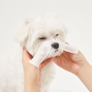 Henlo Paw Tear Pads 1pc