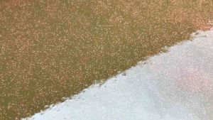 Racha ไข่ไรแดง มาโครโคปา ฟักตัวง่าย ขยายตัวเร็ว น้ำหนักสุทธิ 0.2 กรัม