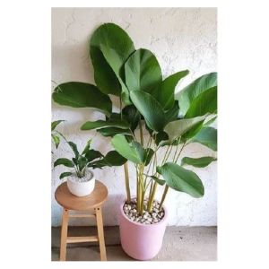 Calathea Luthea Green / 绿竹芋 / Meranti Hijau / हरा कैलाथिया (Singapore: Calathea Luthea Plant) – Lush Leaves Air Purifyi