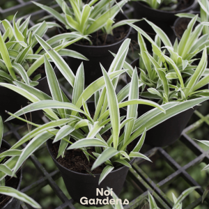 Spider Plant - Fresh Look Low Maintenance Green Natural