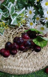 Chùm quả nho casu giả nhân tạo-Quả giả