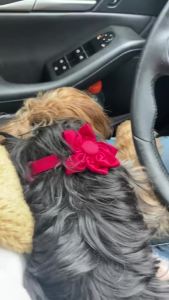 ปลอกคอแมว Airtag พร้อมกระดิ่ง ปลอกคอแมวยืดหยุ่นความปลอดภัยอัพเกรดพร้อมที่ใส่ปลอกคอแมว Airtag ปลอกคอแมวป้องกันการสูญหายสําหรับเด็กผู้หญิง ปลอกคอลูกสุนัขคิตตี้ป้องกันการห