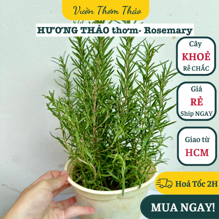 CHẬU CÂY HƯƠNG THẢO (cao 15cm), thuần khí hậu nắng, cây khoẻ dễ trồng ...