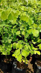 Bibit Kelor: Tanaman Pohon Daun & Cara Merawatnya