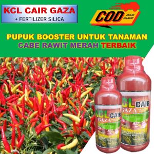 (TERMURAH) KCL GAZA FERTILIZER 500ML Pupuk pelebat dan booster cabe - Pupuk booster cabe rawit - Booster cabe merah besar - Pupuk organik booster cabe - Pupuk pelebat padi ampuh