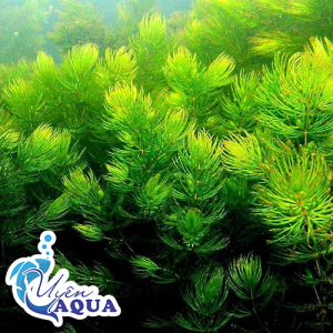 10 nhánh tặng 1 Rong đuôi chồn_Rong thủy sinh siêu đẹp_Hoàn tiền khi gặp sự cố_Uyên Aqua