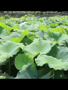 💗🙋‍♀️💗莲藕专用莲藕病毒病腐败褐斑病褐纹病炭疽发黄黑斑藕田杀菌剂净