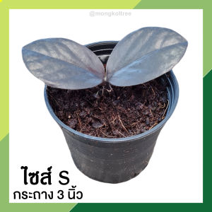 กวักมรกตดำ มีหัวทุกต้น กระถาง 3-5 นิ้ว ต้นไม้มงคล ต้นไม้ฟอกอากาศ ไม้หายาก สุดยอดไม้มงคล ตามหลักฮวงจุ้ย ดูดทรัพย์ ดูดโชค