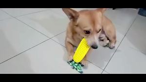 [SG] Dog Chew Corn Toys Puppy Toothbrush Clean Teeth Interactive Toys Aggressive Chewers