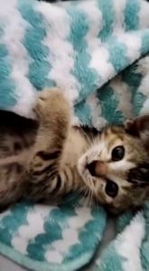 Shampoo kucing dan anjing anti kutu dan jamur pelembut anti rontok netto 100ml