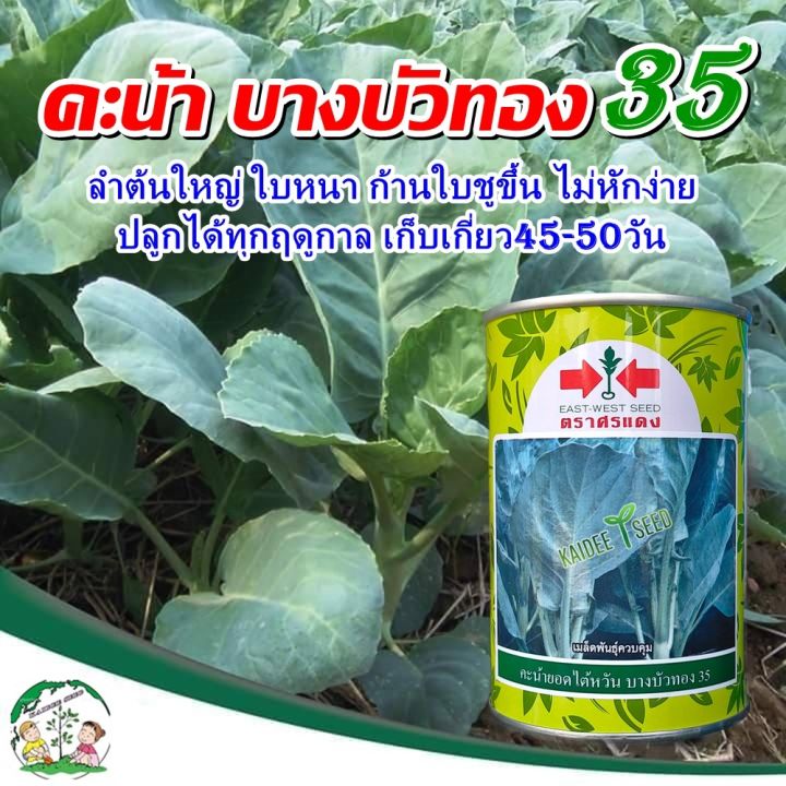 เมล็ดคะน้ายอดไต้หวัน บางบัวทอง35 ตราศรแดง 100 กรัม ทนทานต่อการขนส่ง