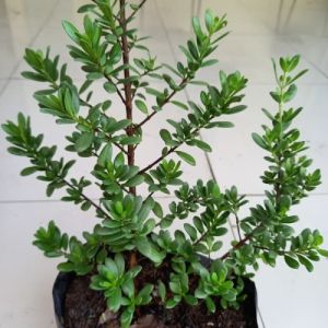 BIBIT TANAMAN POHON SANTIGI SETIGI STIGI BONSAI UNGGULAN