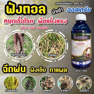 กรดฟอสโฟนิก 40% SL ฟังตอล (เนื้อออสเตรีย) ป้องกันและกำจัดเชื้อรา โรคพืช ข้าวไม่กินปุ๋ย ไฟทอปธอร่า รากเน่าโคนเน่า ยอดเน่า ราหลุม เมล็ดด่าง 1L.