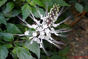 Bibit Bunga Kumis Kucing Obat Herbal Kaya Manfaat