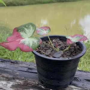 กระถางต้นไม้/กระถางพลาสติก 6 นิ้ว (แพ็ค 3 ใบ) พลาสติกสีดําแบบหนา เหนียว ทนทาน มีรูเจาะร้อยลวดแขวน เหมาะปลูกต้นไม้เล็กถึงกลาง