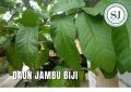 DAUN JAMBU BIJI SEGAR 10 Daun. 