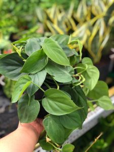 Trầu bà lá tim - philodendron scandens cây phong thủy trồng trong nhà mini kiểng lá trang trí nội thất văn phòng Vườn Của An