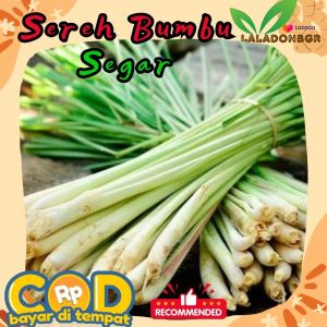sereh segar 1kg sereh serai jumbo besar