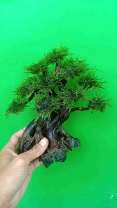 Bonsai Aquascape Siap Pakai