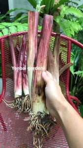 Colocasia Heart of Jungle ฮาร์ทออฟจังเกิลแท้ หัวใจแห่งป่า ใบด่างสวย หน่อใหญ่ ราคาประหยัด