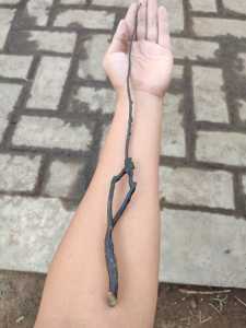 Bahan Akar Bahar Hitam Size Mini Lentur