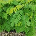 Daun Belimbing Wuluh Herbal Segar (1000 Gram). 