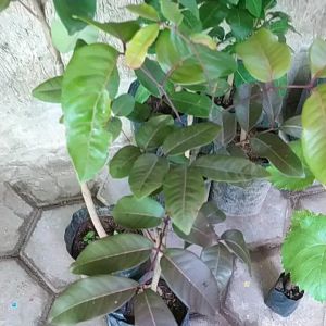 Bibit Kelengkeng Merah Cepat Berbuah