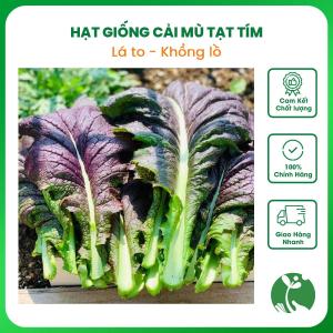 Hạt giống Cải Mù tạt tím lá to gói 5gr khoảng 2000 hạt hàng Trung