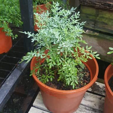 Red Ruta Plant Ruta graveolens (Rue) Living Plant in Orange Pot for Outdoor Gardening ...