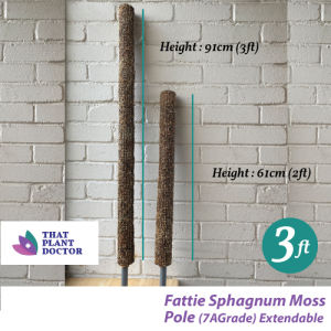 MosuMosu Sphagnum Moss Pole (Extendable) 3ft (7A Grade)