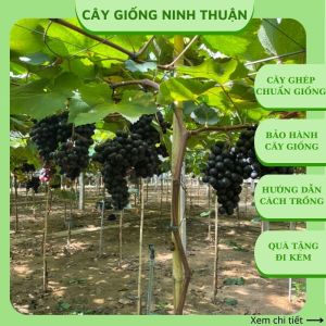 Cây nho giống Bailey Ninh Thuận thân dây leo giàn trồng chậu sân thượng siêu trái NB12