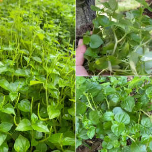 ผักกระสัง ต้นสด 300 กรัม