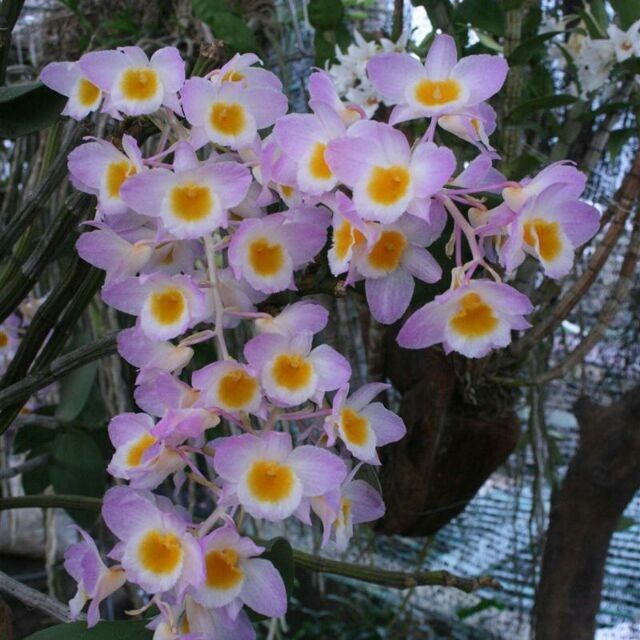 [Chuẩn Giống F1] LAN KIỀU TÍM (LAN THỦY TIÊN TÍM) hàng rừng hoa siêu ...