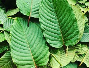 ใบท่oม ก้านแดง สำหรับต้ม รับประกันรับคืนหากเน่าเสียระหว่างจัดส่ง อ่านรายละเอียดก่อนสั่ง