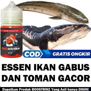ESSEN IKAN GABUS DAN TOMAN PALING GACOR ISI 30ML | BOOSTRIKE SUPER PREDATOR