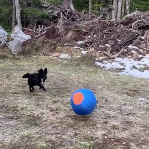 Dog Giant Toy Ball LargeOutdoor Training Supplies Childrens Interactive Game Toys Interest Play Balls Dog Like Colors Ball