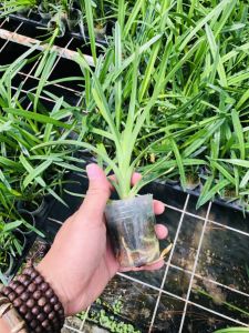 Kiếm trắng yên bái cây giống