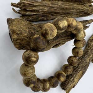 cây giống kỷ hải nam ghép (cây trầm hương ) giống size lớn