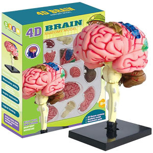 4D รูปแบบสมองมนุษย์กายวิภาคแบบถอดชิ้นส่วนโครงสร้างกายวิภาคเครื่องมือการเรียนการสอนทางการแพทย์สำหรับวิทยาศาสตร์ประสาทวิทยาศาสตร์และชีววิทยาชั้นเรียนแสดงลำต้นของเล่นชุดวิทยาศาสตร์สำหรับเด็ก