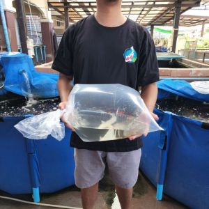 ถุงแพคปลา แพคปลาสวยงาม เสนอเคลื่อนที่ดี หนัก 0.5 kg - 1 kg มี 3 ขนาด