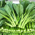 เมล็ดพันธุ์ กวางตุ้งดอก Green Choy Sum Seed Chinese Flowering Cabbage Organic Vegetable Seeds for Planting เมล็ดพันธุ์ผักกาดกวางตุ้ง ดอกช่อขจร เมล็ดพันธุ์แท้ OP เมล็ดพันธุ์ผัก ผักสวนครัว ผักออร์แกนิก พันธุ์ผัก เมล็ดผัก ปลูกได้ตลอดปี (600 เมล็ด/ซอง). 